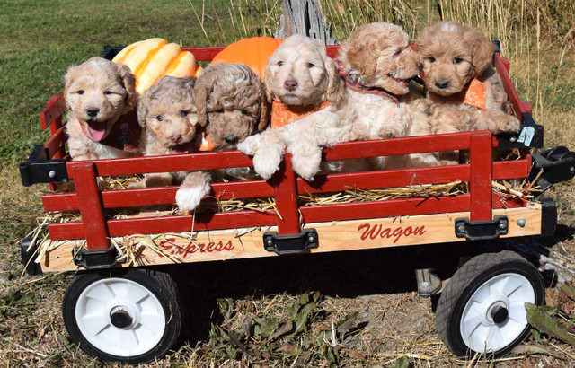 Mini (under 25lbs) Aussiedoodle/Goldendoodle Puppies! in Dogs & Puppies for Rehoming in Quesnel
