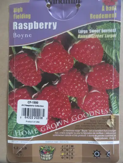 Raspberries small plants, Airport Area, View more