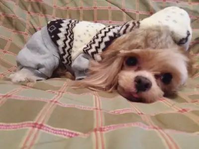 DOG NAILS TRIMMING ...REASONABLE PRICES starting at $10, View more
