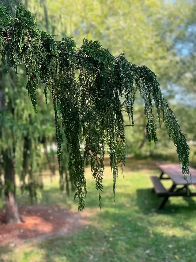 Midsummer Forest Immersion Experience – Stratford, Ontario548862839122841603
