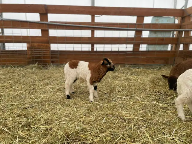 2 hair sheep ram lambs breeding stock in Livestock in Smithers - Image 4
