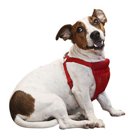 NEW: Small Comfort Harness  - Red or Black in Accessories in Mississauga / Peel Region