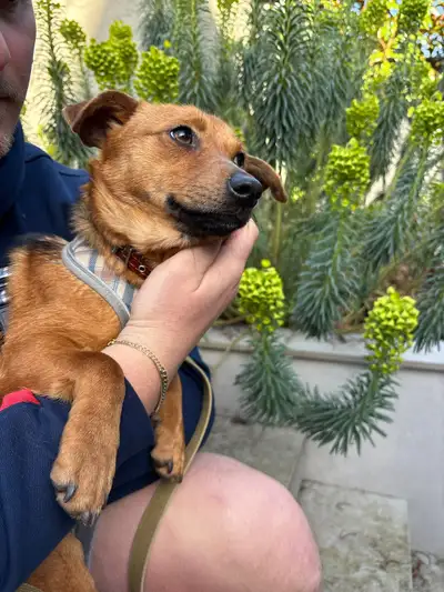 Tiny Female Dachshund Cross, View more