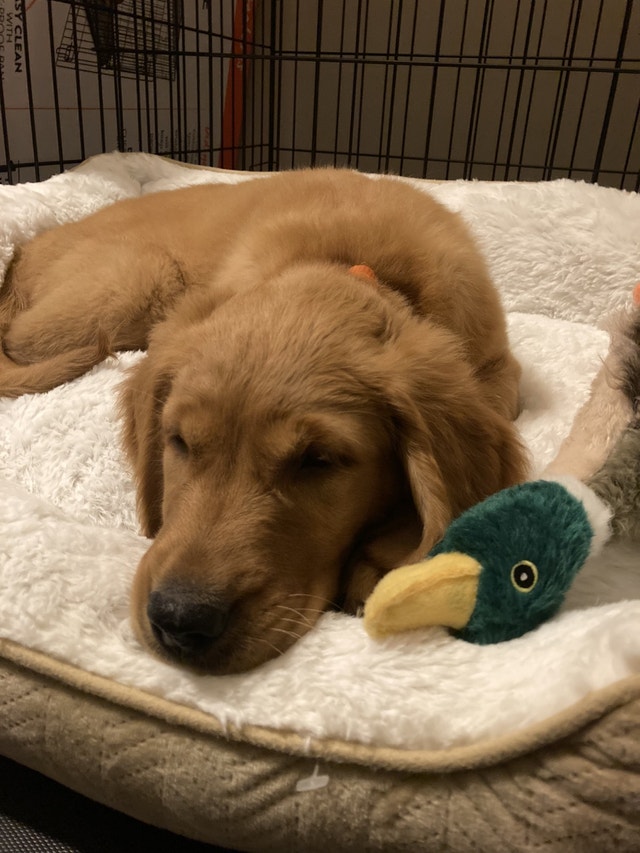 Golden retriever puppy for rehoming (rehomed) Dogs & Puppies for