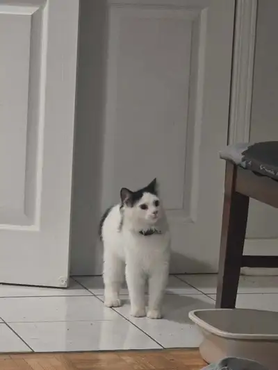 tuxedo main coon , View more