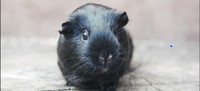 2 male guinea pigs