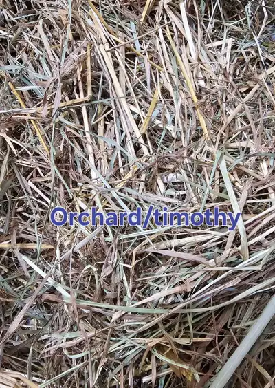 Timothy/Orchard Grass Hay - Sale pricing! , View more