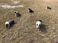 Russian Shepherd Cross Puppies 