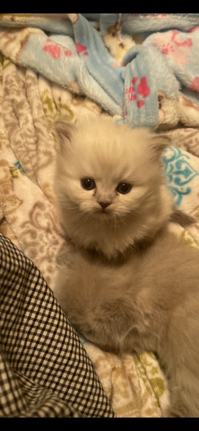Himalayan Ragdoll Persian kittens Cats & Kittens for Rehoming