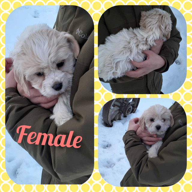 Cockapoo puppies  in Dogs & Puppies for Rehoming in Lethbridge