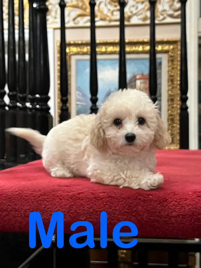 Toy Poodle/Shihpoo  in Dogs & Puppies for Rehoming in Markham / York Region - Image 2