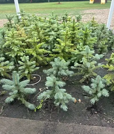 Blue spruce saplings ready for planting. 6"-8" - $10 (1st picture) 12" - $15 (2nd picture) Pick up o...