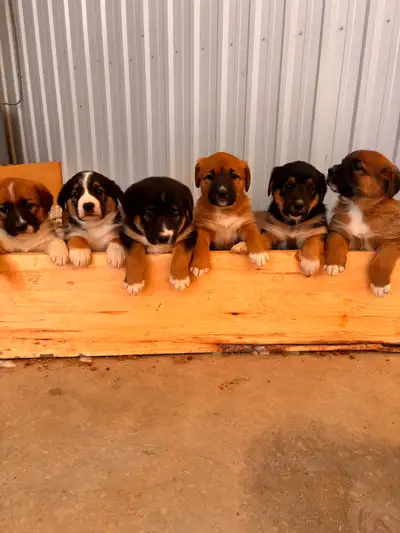 Mixed puppies for sale. The 2 pictured are available. Black is male and brown is female. Mothers bre...