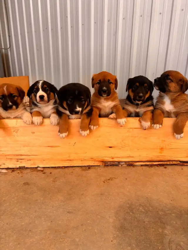 Mixed puppies for sale in Dogs & Puppies for Rehoming in London - Image 2