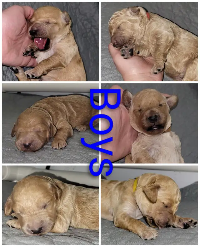Goldendoodle puppies have arrived! in Dogs & Puppies for Rehoming in Vancouver - Image 7