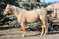 Perfect Ranch/ Kids Horse