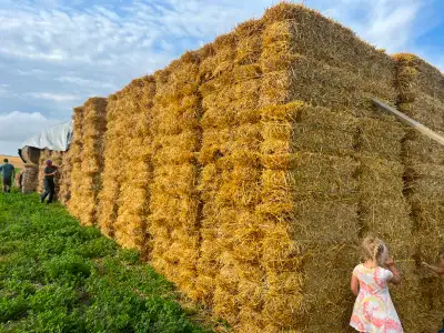 Small Wheat Square Bales, View more