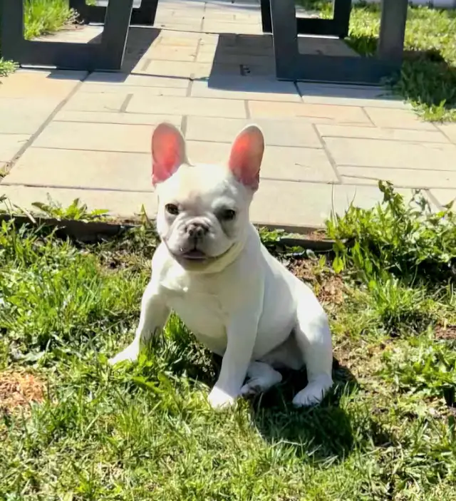 bulldog francais in Dogs & Puppies for Rehoming in Laval / North Shore - Image 6