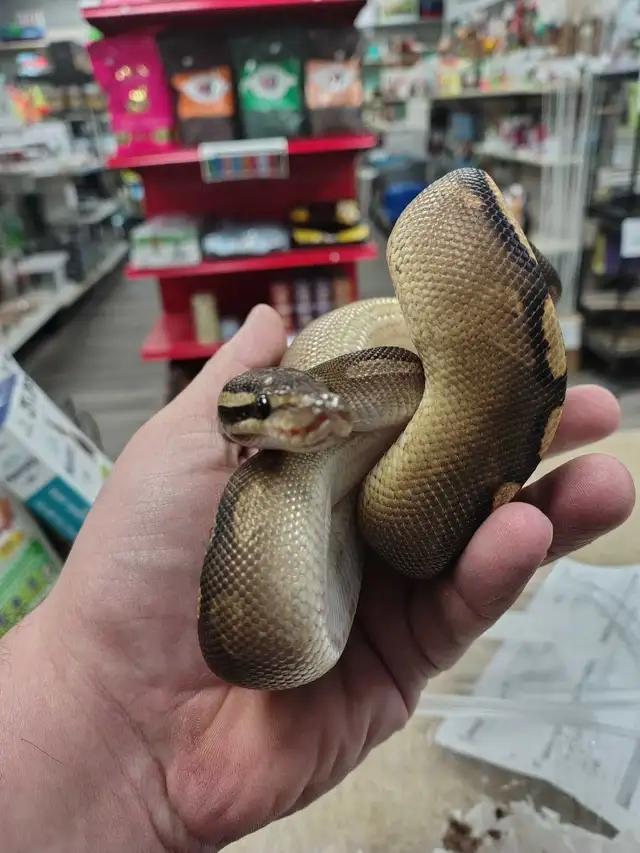 baby ball python in Reptiles & Amphibians for Rehoming in Kawartha Lakes - Image 2