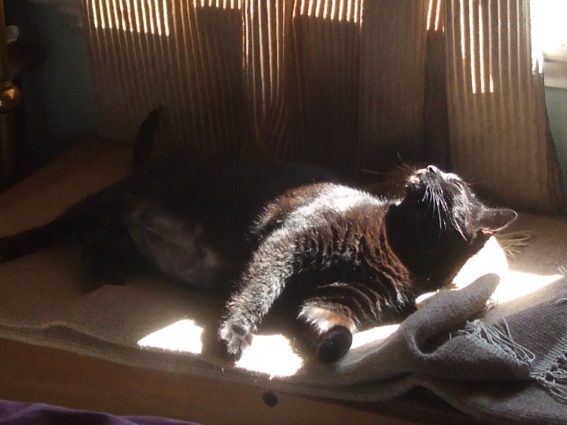 Kittens Free to Good Home !!! Cats & Kittens for Rehoming Ottawa