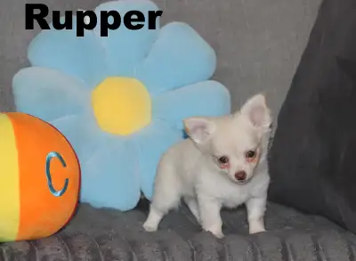 Chihuahua ❤Mâle Blanc❤️Protection100%.GarantieTop Qualité★★, View more