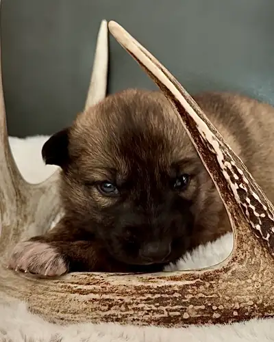 TAMASKAN SHEPHERD PUPS, View more