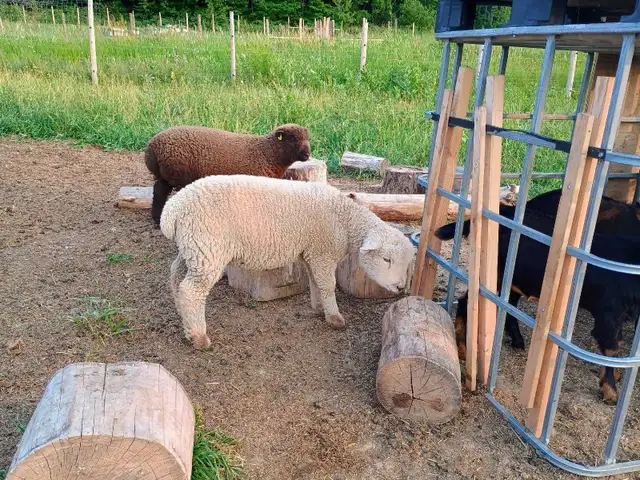 Babydoll Southdown Ram Lambs in Livestock in Owen Sound - Image 4