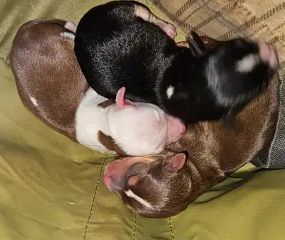 3 male Chihuahua puppy's