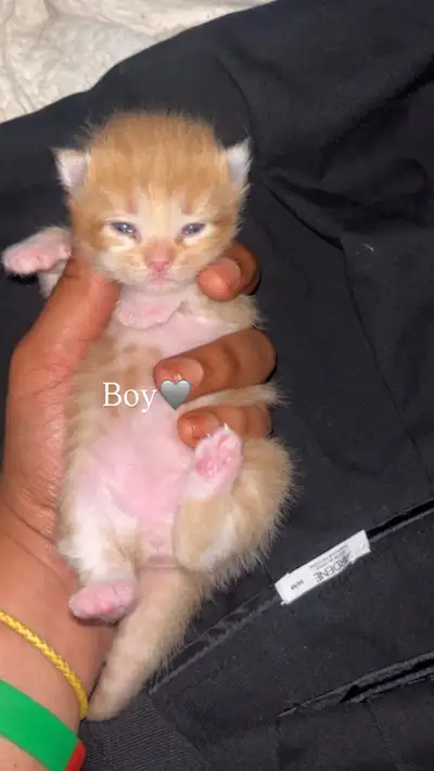 cute friendly cuddlly kitties for sale, View more