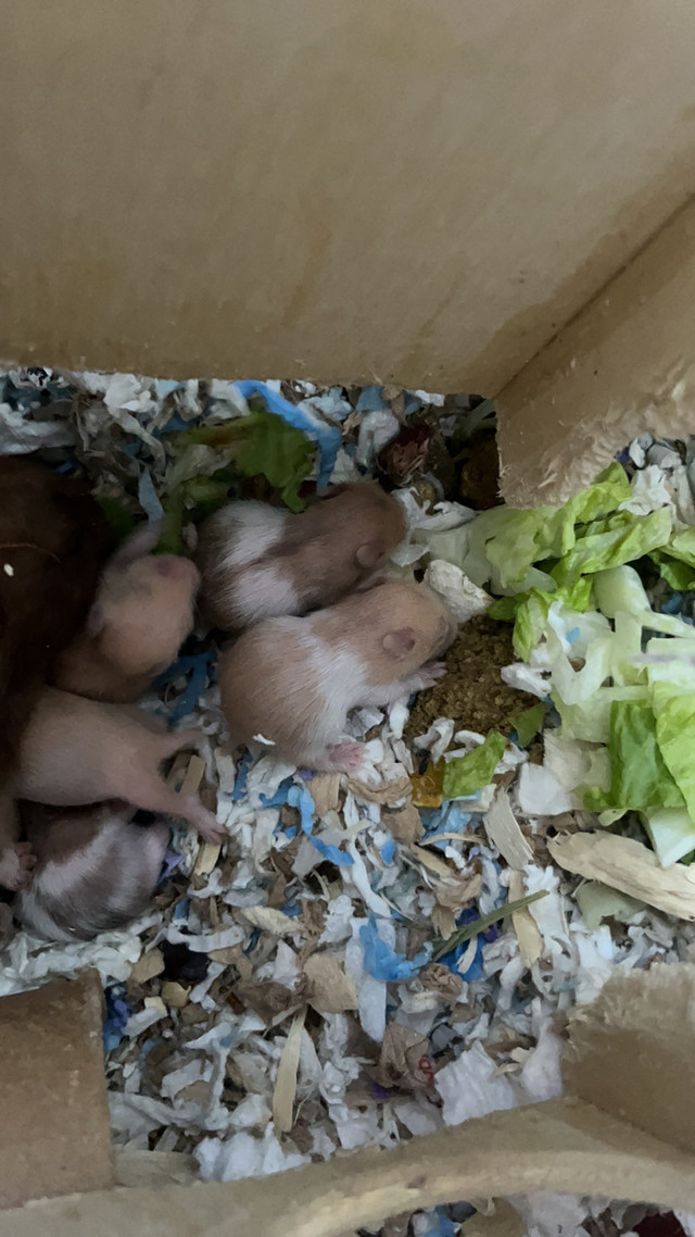 beautiful newborn baby hamsters (rex, short long hair) in Small Animals for Rehoming in North Shore - Image 2