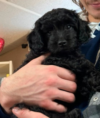 1 boy Cockapoo Pup available now…