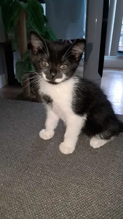 Kittens for sale., View more