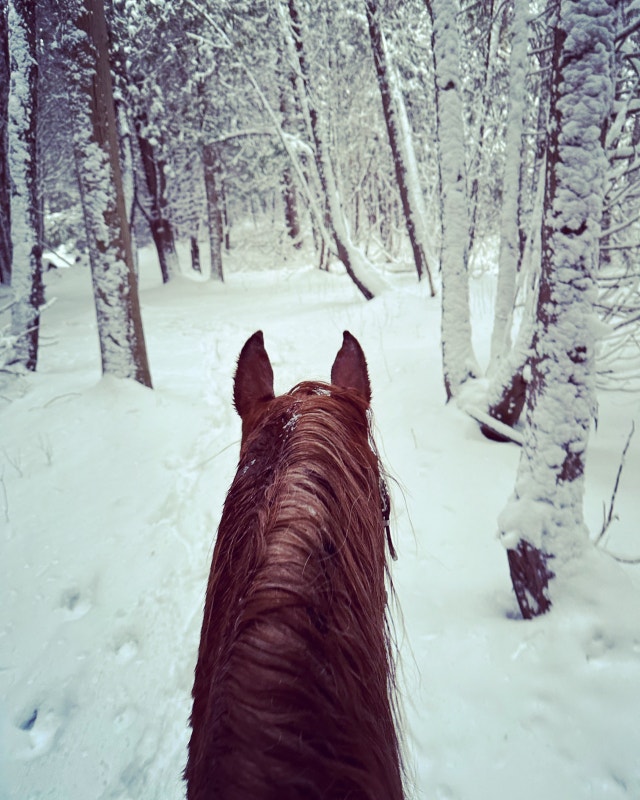 Horse Boarding available Other Hamilton Kijiji