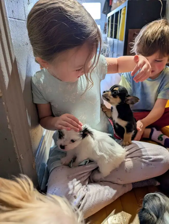 Petit mâle  chihuahua/morki ( chorkie) in Dogs & Puppies for Rehoming in Longueuil / South Shore - Image 4