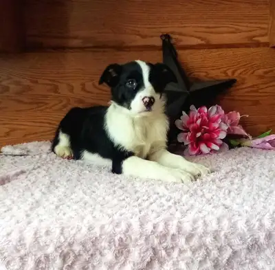 MINI AUSSIE/BORDER COLLIE!!!!, View more
