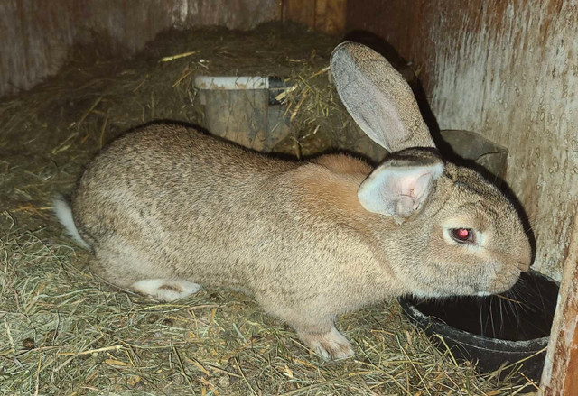 Waiting list - Flemish giant rabbits - Purebred pedigreed in Small Animals for Rehoming in North Bay - Image 4