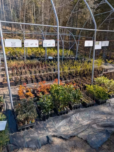All cuttings are $7
