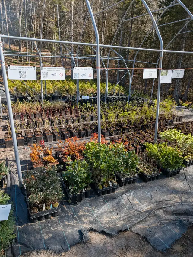 Lots of Shrubs62863734374530122