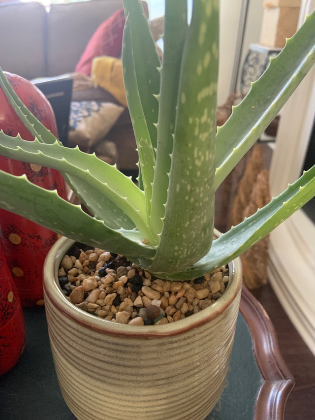 NEW “HARDY ALOE VERA PLANT WITH PLANTER ! “ BRAMPTON ! in Home Décor & Accents in Mississauga / Peel Region - Image 3