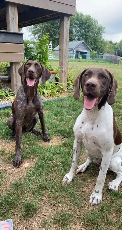 German Shorthaired Pointer Puppies -UKC registered, View more