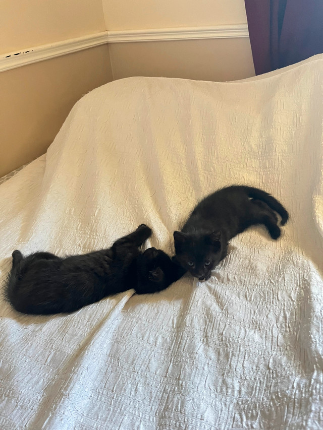 2 kittens in Cats & Kittens for Rehoming in Fredericton - Image 2