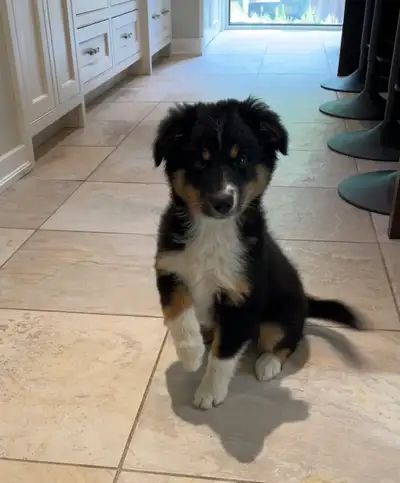 Australian shepherd Bordercollie female, View more