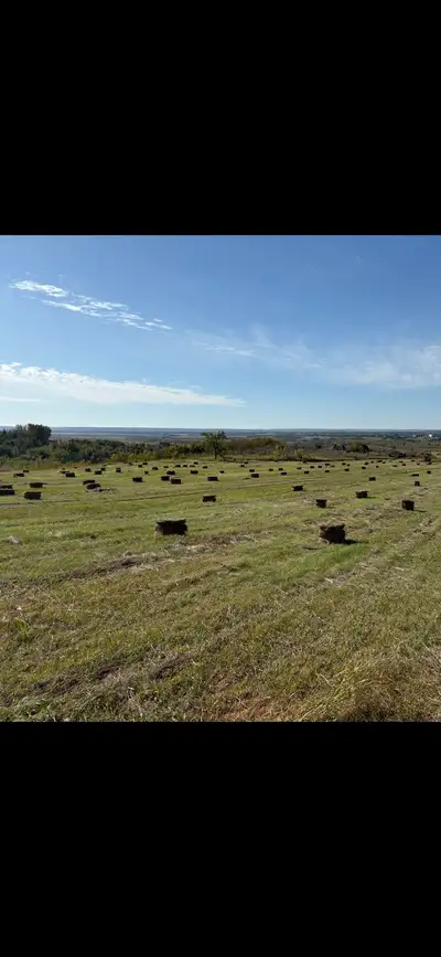 Hay grass square bales, located in North Battleford, few hundreds available, $5 per bale 306-441-520...
