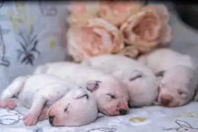 CKC Reg Dalmatian Puppies *Health Tested Show Lines*, View more