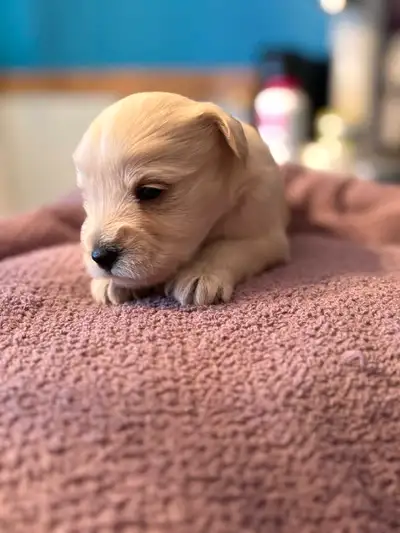 8chiots males schnauzers nain 1000$ et 5 femelles 1300$ seront vaccinés vermifugés et garantie 1ans....