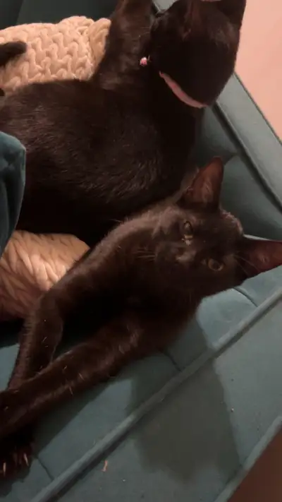 2 really playful kittens!!, View more