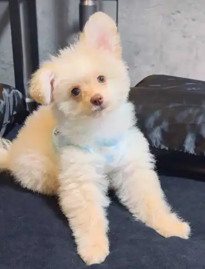 female poodle mix puppy for rehoming , View more