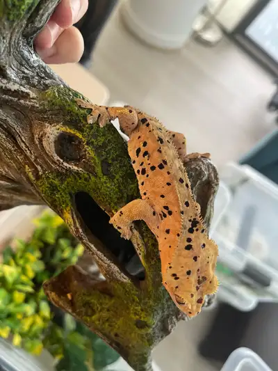 Crested Gecko, View more