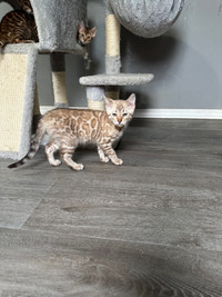 Top quality TICA registered Bengal kittens  