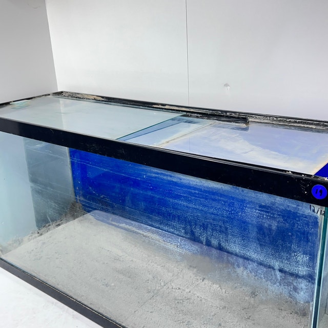 35 gallon aquarium fish tank with sand & diy lid Fish for Rehoming